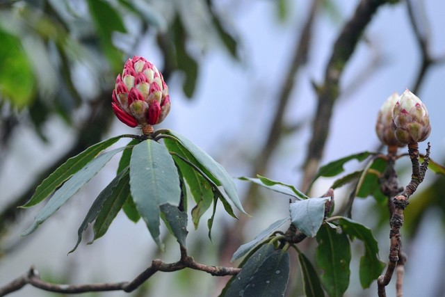 Tháng Tư rực rỡ với Lễ hội hoa đỗ quyên tại Fansipan Legend ảnh 2