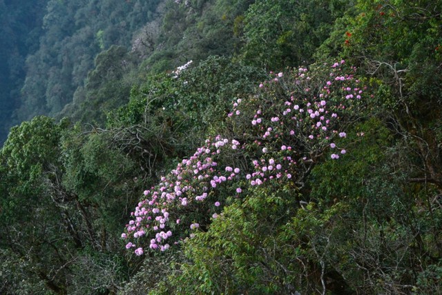 Tháng Tư rực rỡ với Lễ hội hoa đỗ quyên tại Fansipan Legend ảnh 6