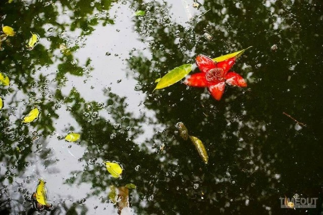 Hoa gạo bung cánh cho mùa xuân chín đỏ ảnh 2