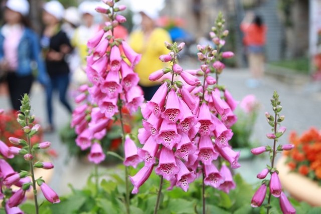 Sắc hoa rực rỡ tại Bà Nà Hills ảnh 8