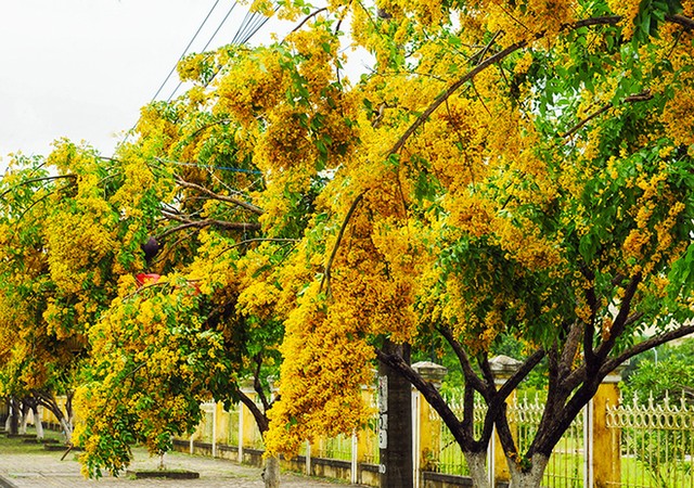 Những con đường hoa sưa vàng rực ở Quảng Nam ảnh 2