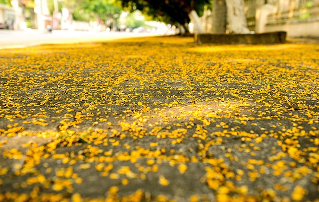 Những con đường hoa sưa vàng rực ở Quảng Nam ảnh 4