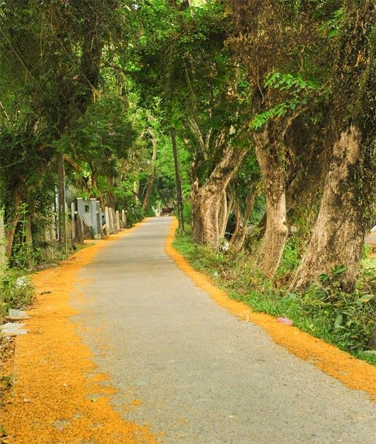 Những con đường hoa sưa vàng rực ở Quảng Nam ảnh 8