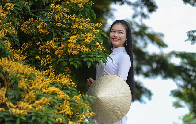 Những con đường hoa sưa vàng rực ở Quảng Nam ảnh 9