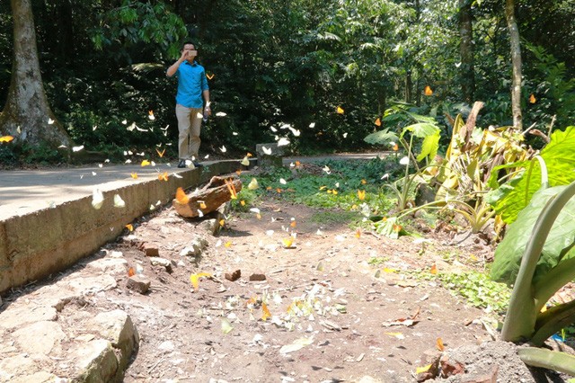 Đến Cúc Phương ngắm “rừng bươm bướm” ảnh 9