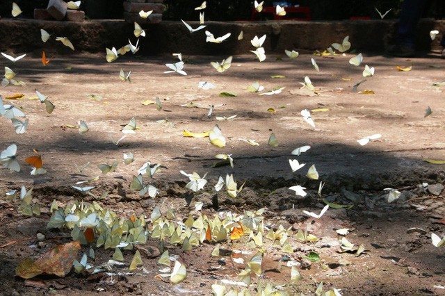 Đến Cúc Phương ngắm “rừng bươm bướm” ảnh 10