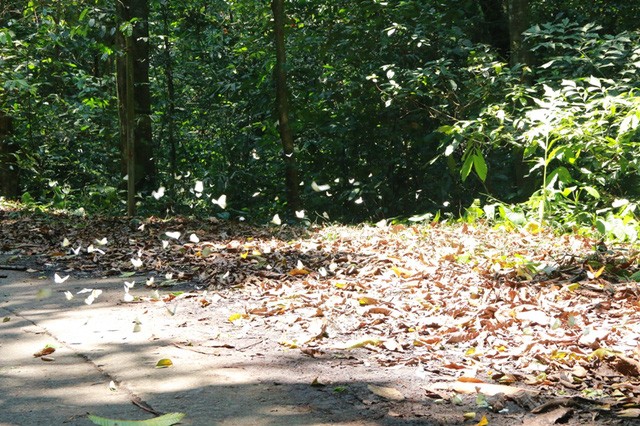 Đến Cúc Phương ngắm “rừng bươm bướm” ảnh 11