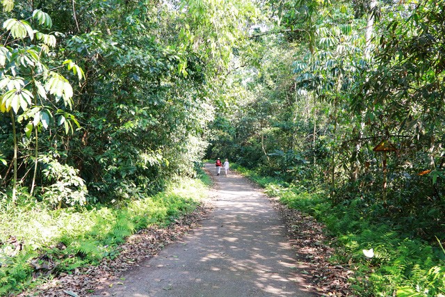 Đến Cúc Phương ngắm “rừng bươm bướm” ảnh 1