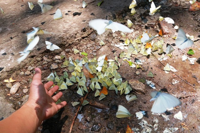 Đến Cúc Phương ngắm “rừng bươm bướm” ảnh 6