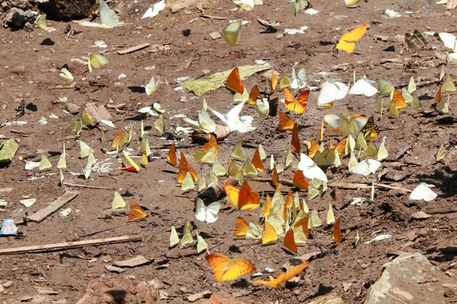 Đến Cúc Phương ngắm “rừng bươm bướm” ảnh 7