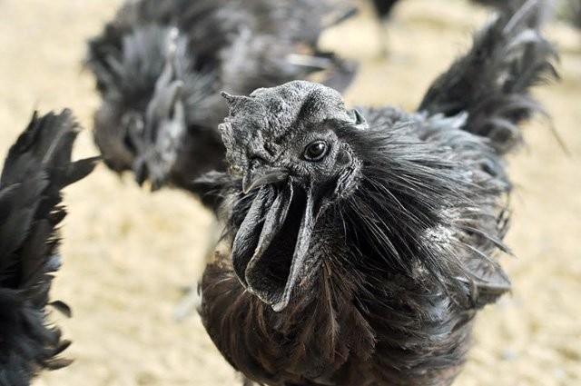 Những món ăn giá nghìn đô của đại gia Việt ảnh 4