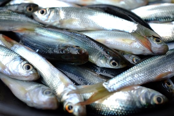 Cá linh mùa nước nổi: “Món quà” của lũ ảnh 2