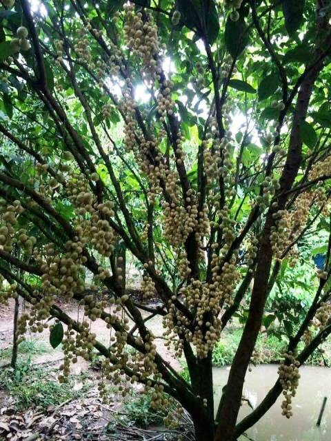 Về Cần Thơ trải nghiệm cuộc sống miệt vườn sông nước ảnh 1