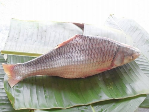 Thưởng thức “cá cậu ông trời” ở Vĩnh Long ảnh 1