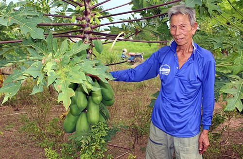 Đu đủ miền Tây 500 đồng/kg không có khách mua ảnh 1