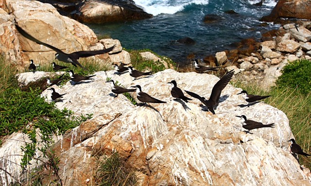 8 hòn đảo hoang sơ hấp dẫn nhất Việt Nam ảnh 7