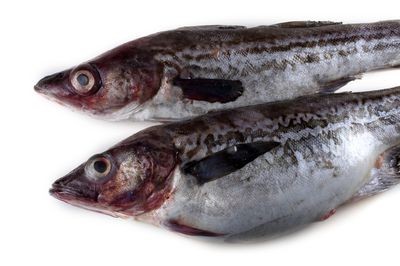 Trở thành tỷ phú vì khiến người Mỹ thích ăn cá tạp ảnh 1