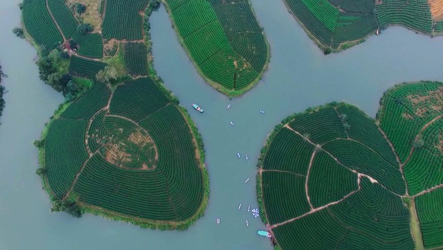 Đi trốn nóng ở ốc đảo chè đẹp mê hồn xứ Nghệ ảnh 3