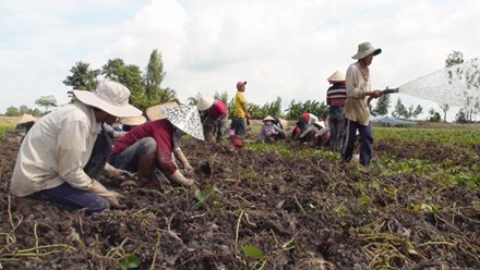 Nông dân miền Tây lại điêu đứng vì khoai lang rớt giá ảnh 1