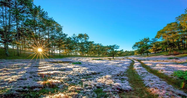 Chiêm ngưỡng mùa cỏ hồng đẹp như tranh vẽ ở Đà Lạt ảnh 1