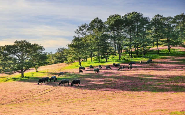 Chiêm ngưỡng mùa cỏ hồng đẹp như tranh vẽ ở Đà Lạt ảnh 3
