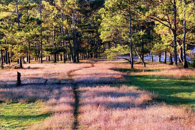 Chiêm ngưỡng mùa cỏ hồng đẹp như tranh vẽ ở Đà Lạt ảnh 4