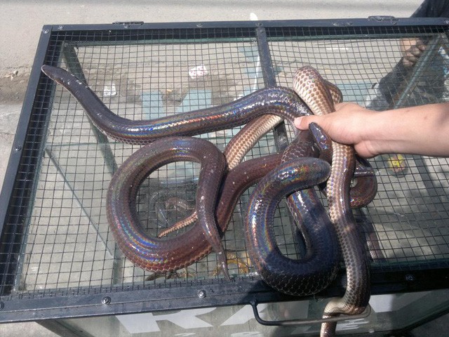 Ba món “tuyệt chiêu” từ rắn hổ hành miền Tây ảnh 1