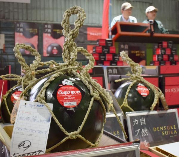 Đến thị trấn trồng dưa hấu đen giá cả trăm triệu đồng/quả ảnh 1