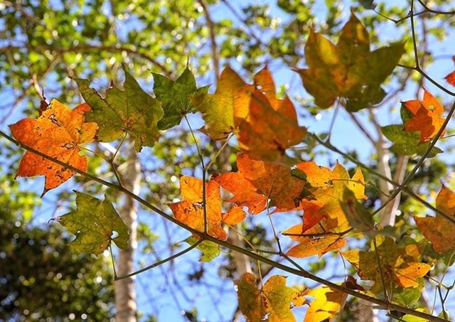 5 điểm ngắm lá phong đỏ ngay ở Việt Nam ảnh 1