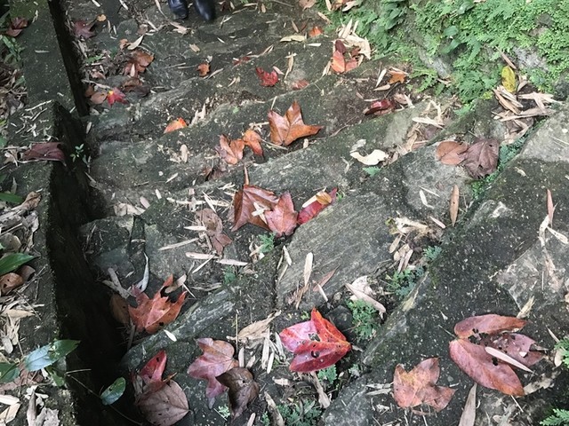 5 điểm ngắm lá phong đỏ ngay ở Việt Nam ảnh 3