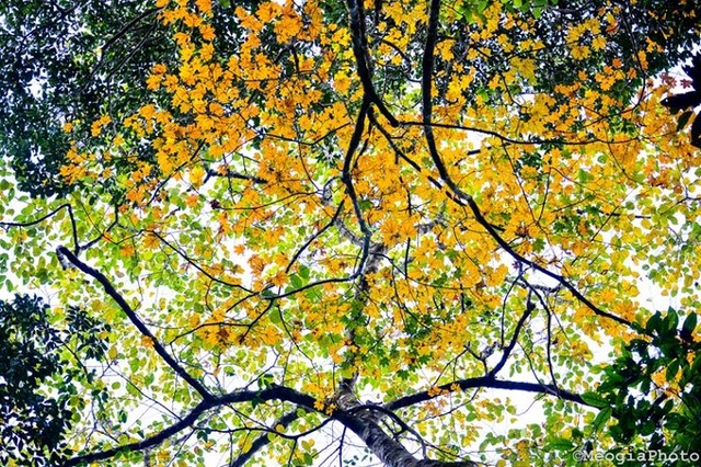 5 điểm ngắm lá phong đỏ ngay ở Việt Nam ảnh 5