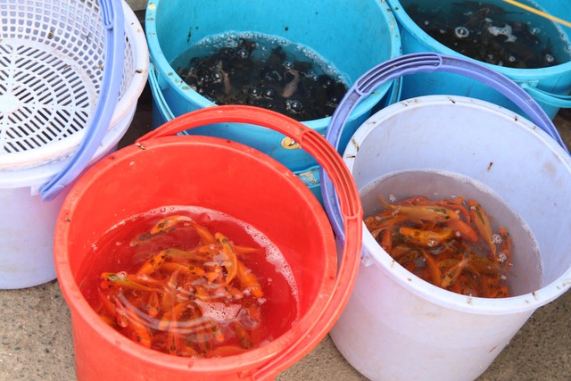 TP.HCM: Người dân tấp nập thả cá chép tiễn ông Công, ông Táo về trời ảnh 7 TP.HCM: Người dân tấp nập thả cá chép tiễn ông Công, ông Táo về trời ảnh 7