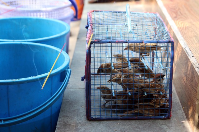 TP.HCM: Người dân tấp nập thả cá chép tiễn ông Công, ông Táo về trời ảnh 9 TP.HCM: Người dân tấp nập thả cá chép tiễn ông Công, ông Táo về trời ảnh 9