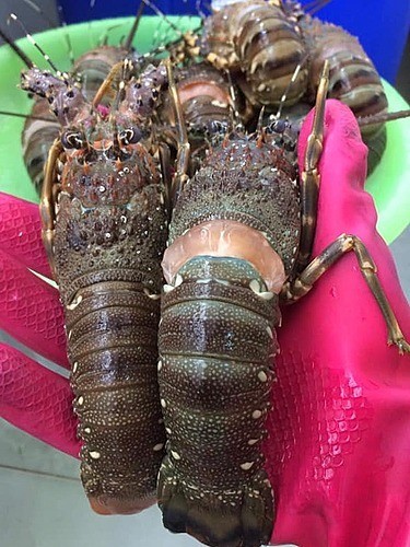 28.000 đồng một con tôm hùm baby ảnh 1