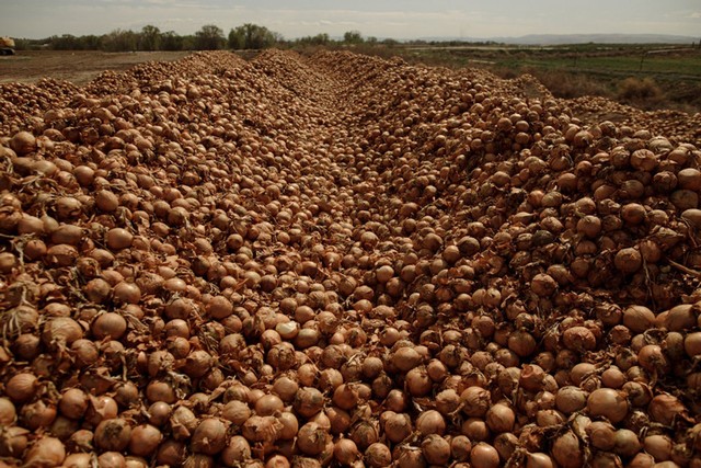 Nông dân Mỹ tiêu huỷ nông sản ảnh 1