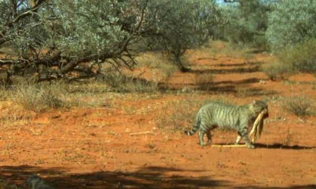 Mèo hoang giết chết kỳ đà cát 6 kg ảnh 1