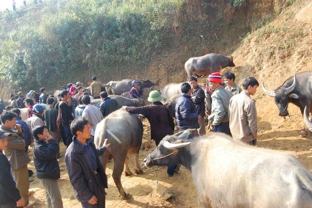 Cùng với chợ trâu Cán Cấu nổi tiếng nhất vùng núi Tây Bắc lâu nay tỉnh Lào Cai còn xuất hiện thêm chợ trâu Sín Chéng, chợ ngựa Bắc Hà, chợ trâu Cốc Ly, chợ trâu Pha Long....