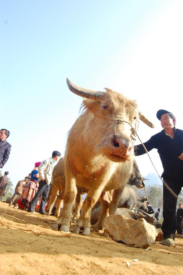 Một số hộ dân ở gần chợ Cán Cấu đã nhạy bén mua trâu gầy yếu, nghé non về vỗ béo xuất bán ra chợ thu về hàng trăm triệu đồng mỗi năm.