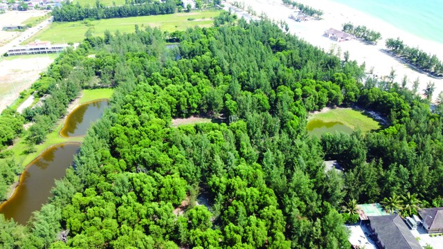 Cây dại mọc um tùm trong khuôn viên dự án Aquatica Cửa Việt.