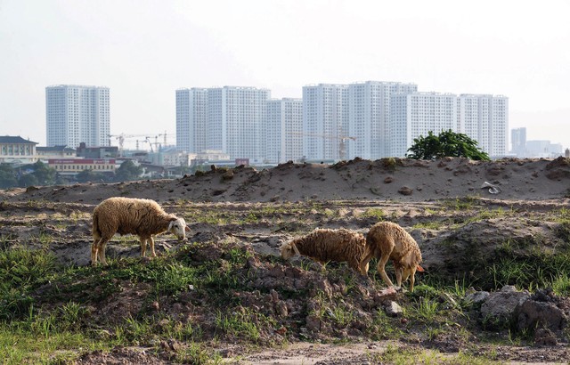 Đất nền đang “hụt hơi” so với sự thăng hoa của phân khúc căn hộ. Ảnh: Dũng Minh. Đất nền đang “hụt hơi” so với sự thăng hoa của phân khúc căn hộ. Ảnh: Dũng Minh.