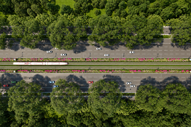 Tuyến đường sắt nhẹ LRT chạy giữa thảm hoa giấy bản địa tại dải phân cách trung tâm.