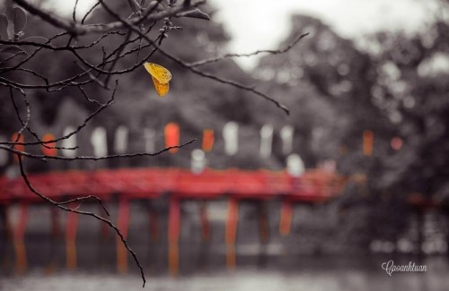 Tháng 8 mùa thu, lá khởi vàng chưa nhỉ..? ảnh 1