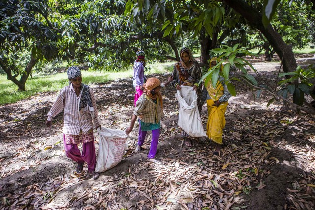 Địa chủ Ấn Độ hưởng lợi từ chính sách cho nông dân nghèo ảnh 2