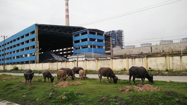 Đạm Ninh Bình: Nhà máy 12.000 tỷ, hoạt động 4 năm lỗ... 2.000 tỷ ảnh 10