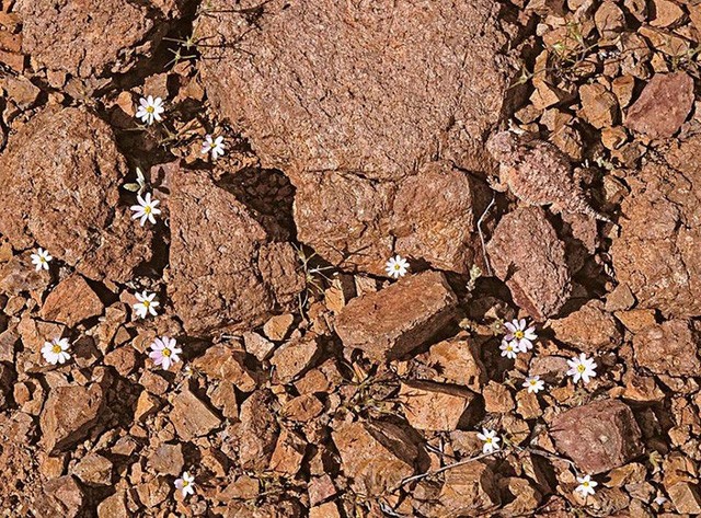 Những hình ảnh cho thấy sự kỳ diệu của tự nhiên ảnh 15