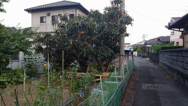 Nhiều trái cây giá bình dân ở nước ngoài về Việt hóa trái lạ đắt đỏ ảnh 3