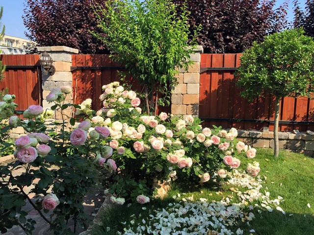 Ngôi nhà hoa hồng “đẹp như cổ tích” của nữ Việt kiều Hungary ảnh 3