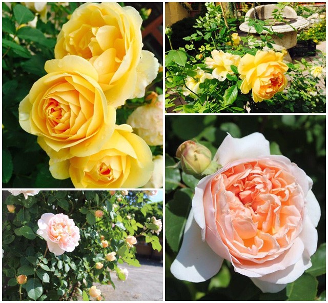 Ngôi nhà hoa hồng “đẹp như cổ tích” của nữ Việt kiều Hungary ảnh 6