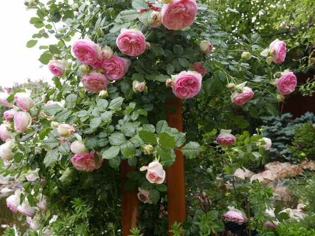 Ngôi nhà hoa hồng “đẹp như cổ tích” của nữ Việt kiều Hungary ảnh 7