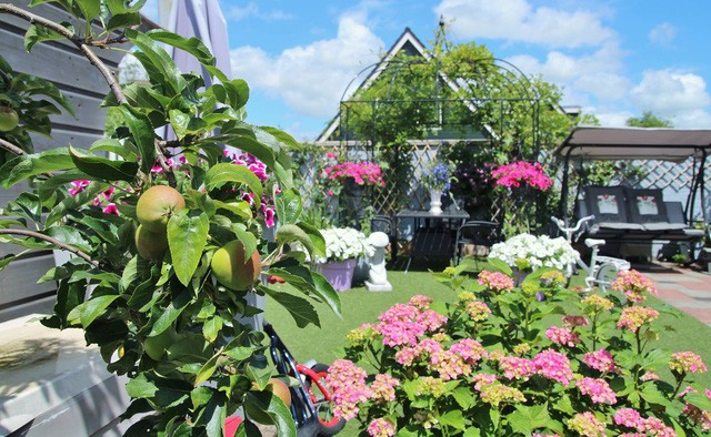 Khu vườn tràn ngập sắc hoa, đẹp như cổ tích của mẹ Việt ở Hà Lan ảnh 1